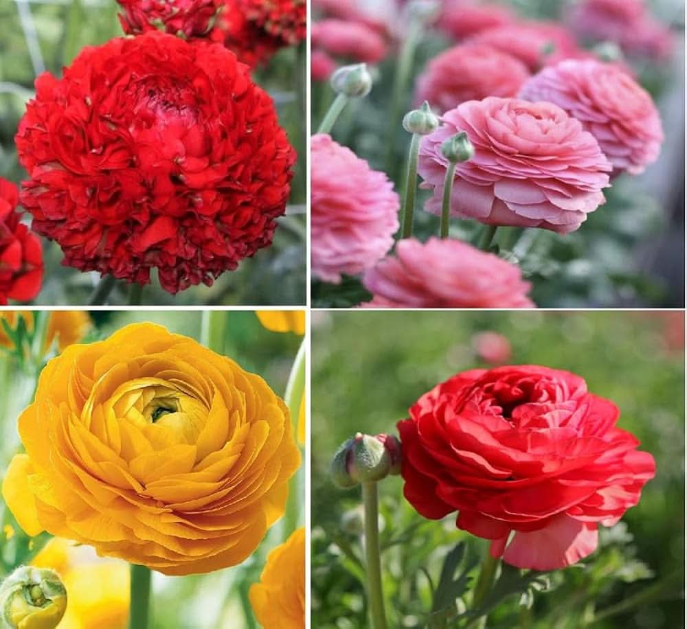 ranunculus asiaticus flower seeds