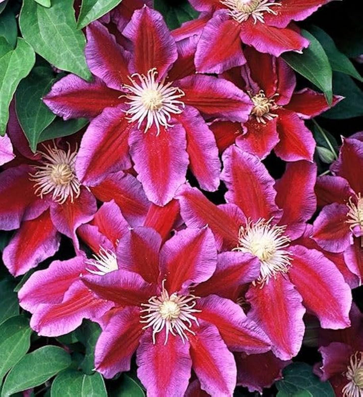 Vibrant Violet Red Clematis Flower Seeds — Non-GMO, Heirloom Quality for Garden Planting