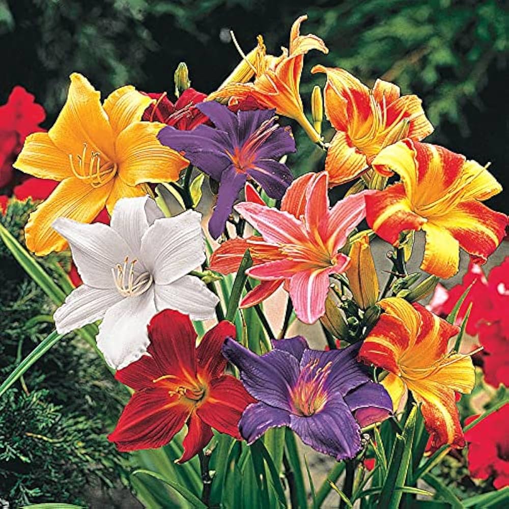 daylily hybrid flower seeds