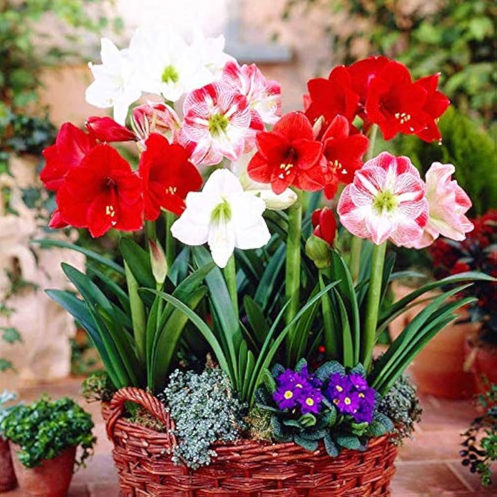 Amaryllis Mixed Colour Seeds for Planting | Heirloom, Non-GMO, Organic Blooming Flower Seeds