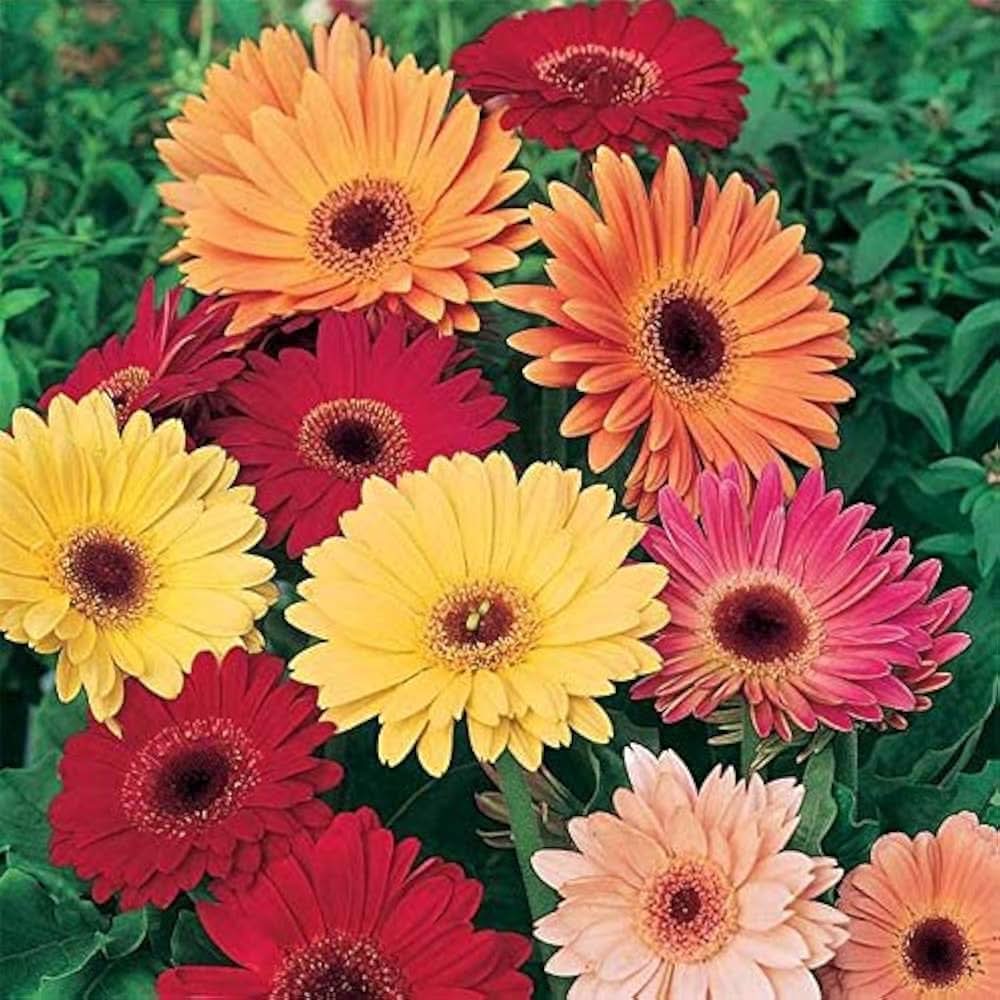 gerbera daisy flower seeds