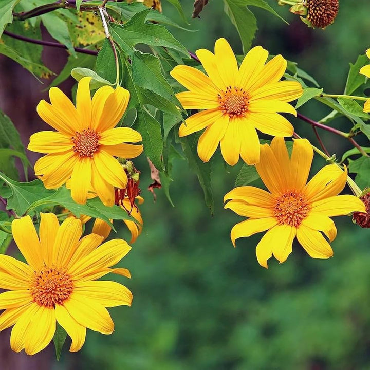 Tithonia Diversifolia Flower Seeds for Planting - 100 pcs