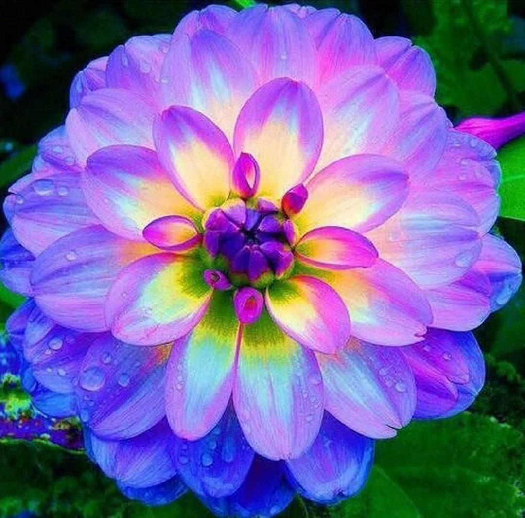 purple rare flower seeds