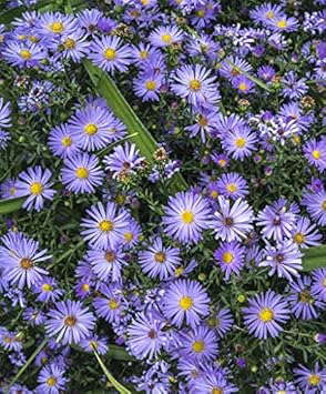 Flower Seeds, Seeds for Planting, Plant Seeds