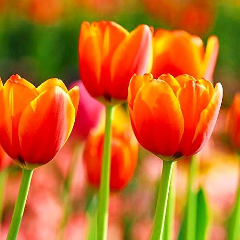 Tulipan Blomsterfrø Orange til udplantning, 100 stk