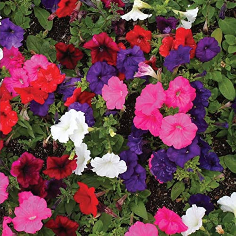 mixed petunia flower seeds