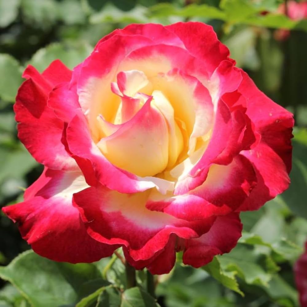 double delight flower seeds