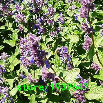 Organic Heirloom Non-GMO Purple Mint Flower Seeds