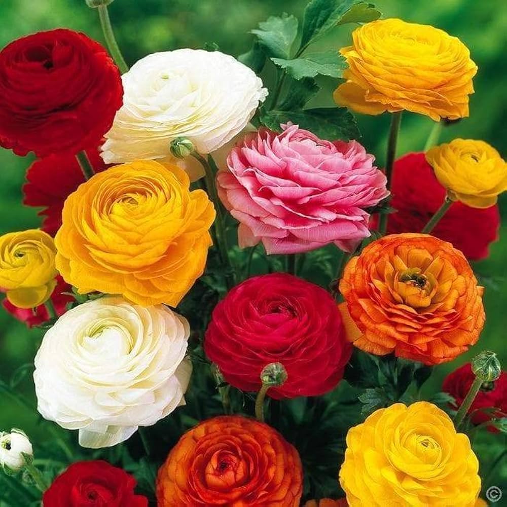 ranunculus picotee flower seeds