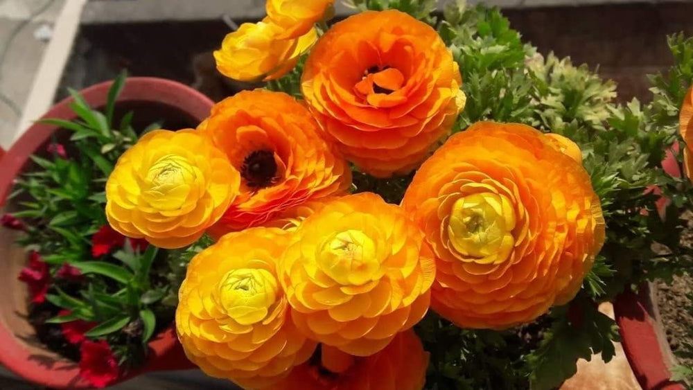 Flower Seeds, Seeds for Planting, Plant Seeds