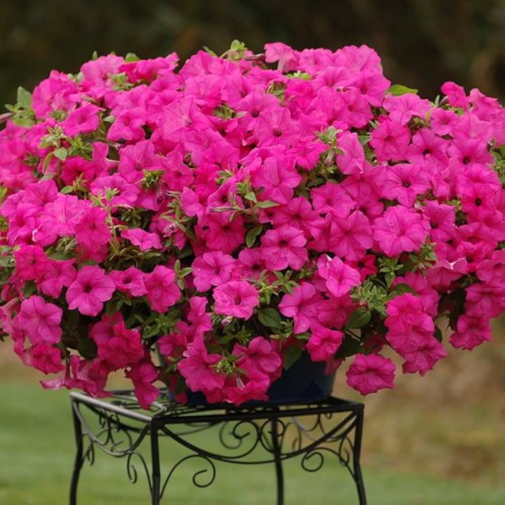 Friske Petunia Blomsterfrø til udplantning, Pink 100 stk