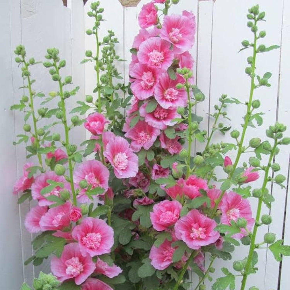 Pink Hollyhock Alcea Rosea Vibrant Garden Blooms Flower Seeds Home Garden Planting,