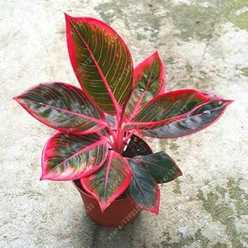 aglaonema flower seeds Pink Aglaonema Plant Seeds for Planting, 100 pcs – Beautiful Blooms, Flower Seeds – Neeraseeds