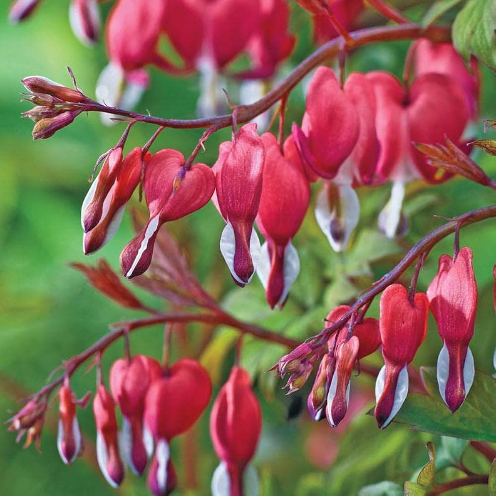 dicentra spectabilis flower seeds