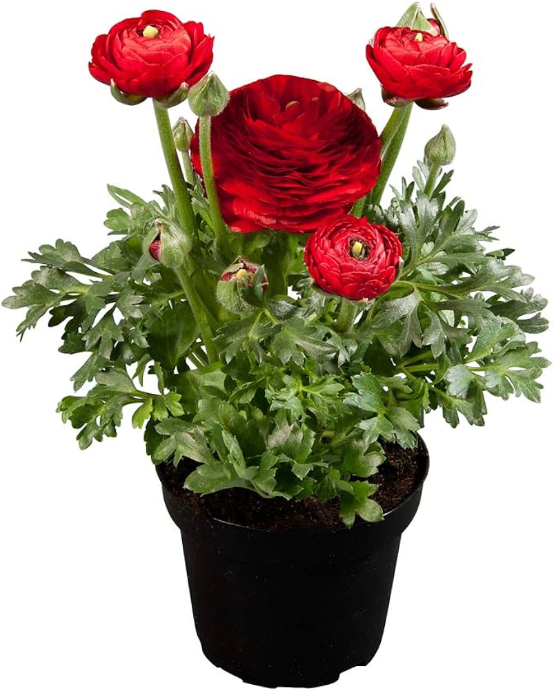 yellow ranunculus flower seeds
