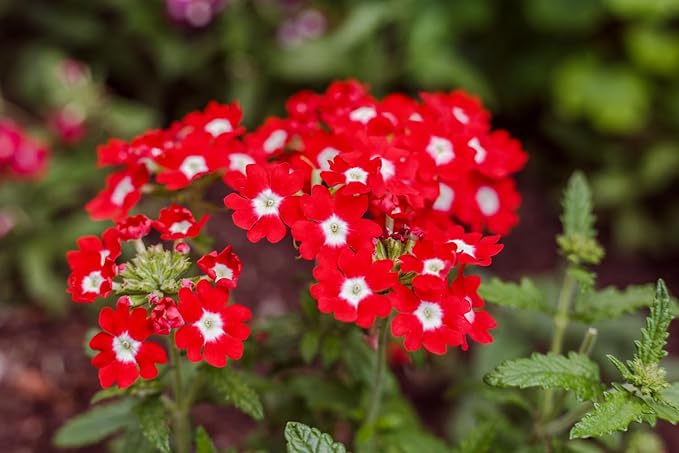 Verbena Flower Seeds Red for Planting – Heirloom, Non-GMO, Organic