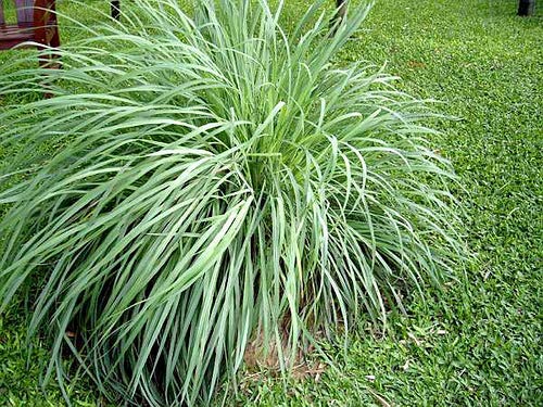Premium Lemongrass Seeds for Planting – Non-GMO, High Germination Heirloom Organic Garden Seeds for Home Garden & Backyard