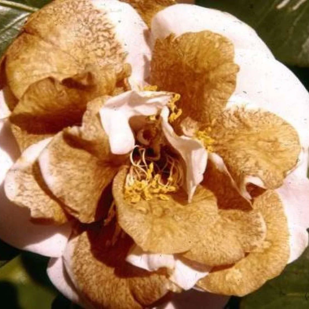 brown camellia flower seeds