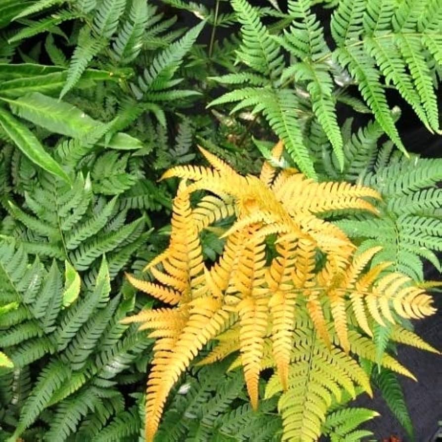 Fern Yellow Plant Seeds for Planting 100 pcs