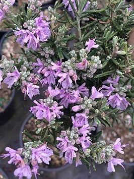 pink rosemary flower seeds