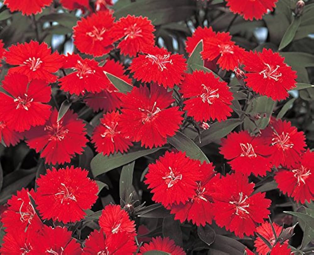 Bourgogne Dianthus blomsterfrø til udplantning - 100 stk