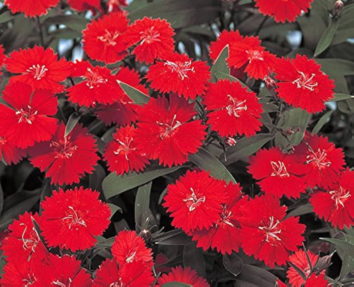 Burgundy Dianthus Flower Seeds for Planting - 100 pcs