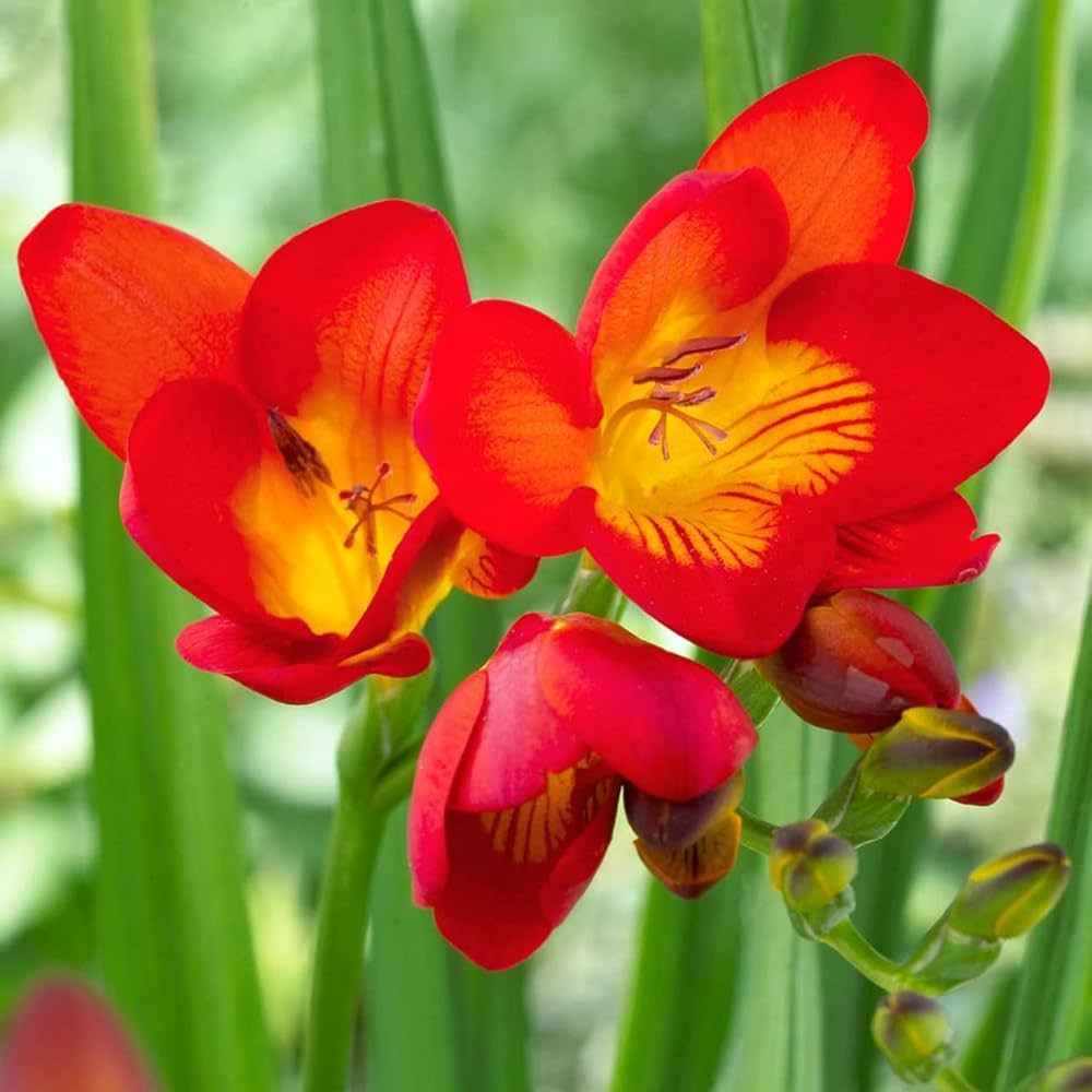 Fresh Freesia Flower Seeds for Planting, Red 100 pcs