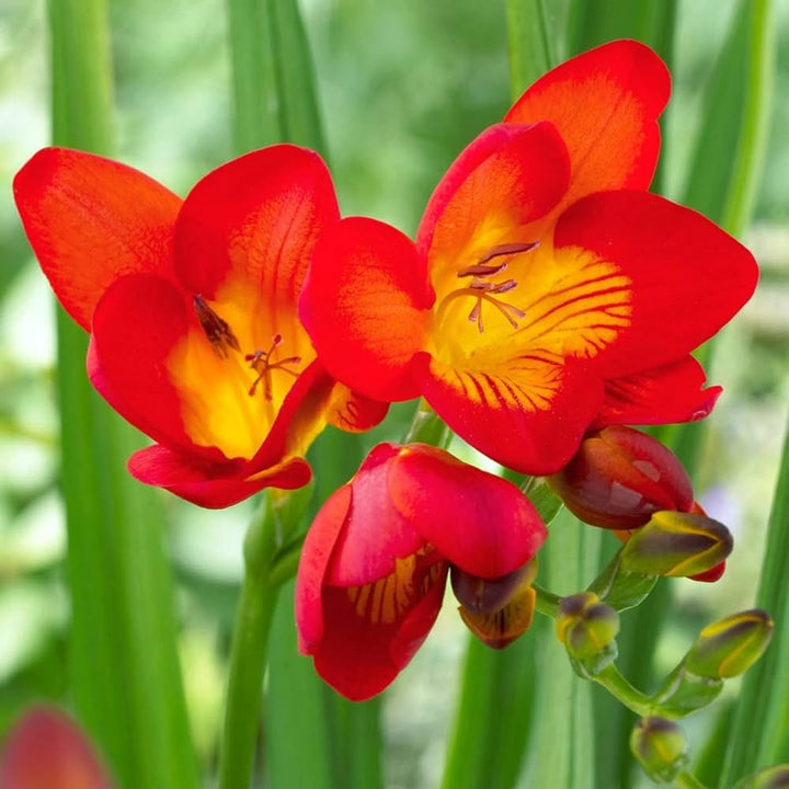 Fresh Freesia Flower Seeds for Planting, Red 100 pcs