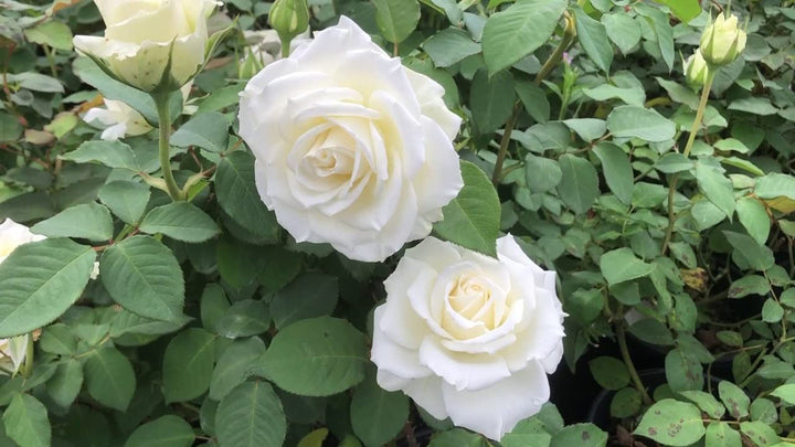 Hvide dobbeltblade engelske rosenblomsterfrø til plantning - 100 stk