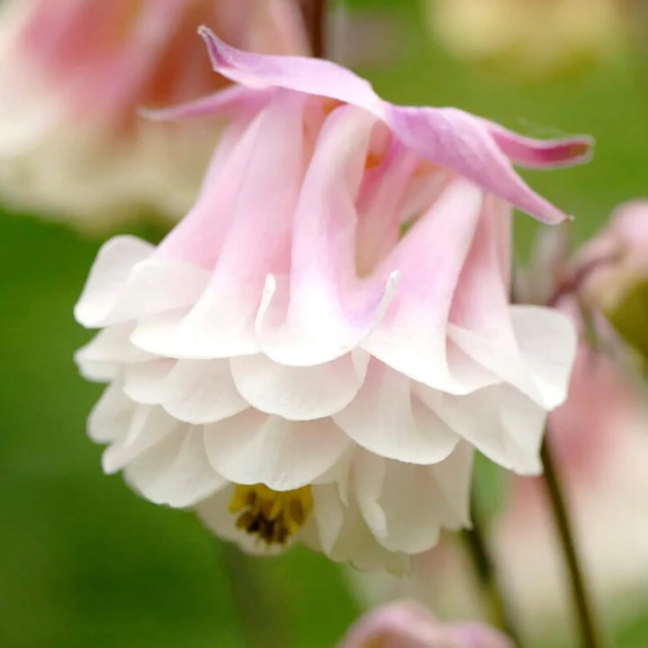 Aquilegia Columbine Flower Seeds for Planting - 100 pcs