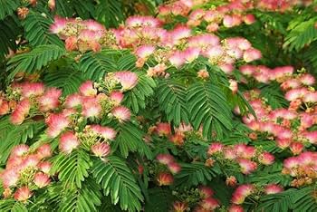 Orange Albizia Flower Seeds for Planting - 100 pcs