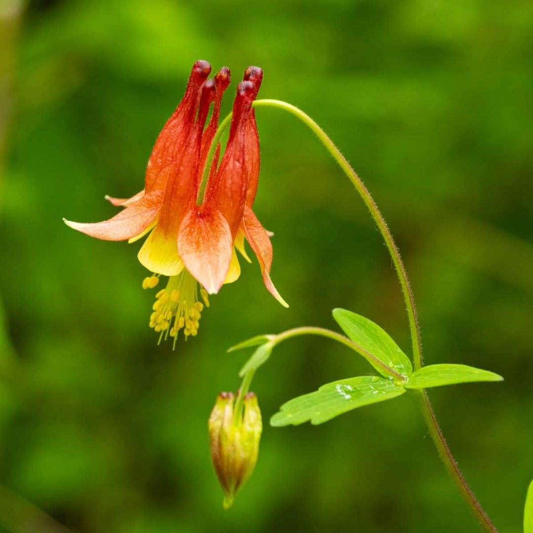 Flower Seeds, Seeds for Planting, Plant Seeds