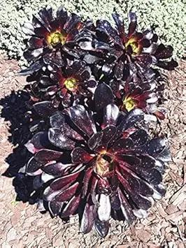 black atropureum flower seeds