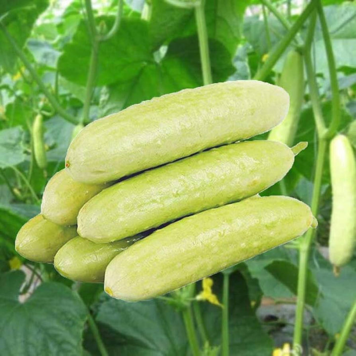 Økologisk agurk fersken eller hvide frø, Cucumis sativus, grøntsagsfrø til plantning