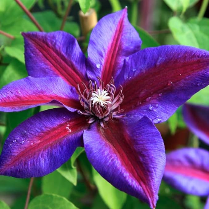 Heirloom Non-GMO Pink Violet Clematis Flower Seeds – High Germination Organic Garden Seeds for Planting Climbing Blooms