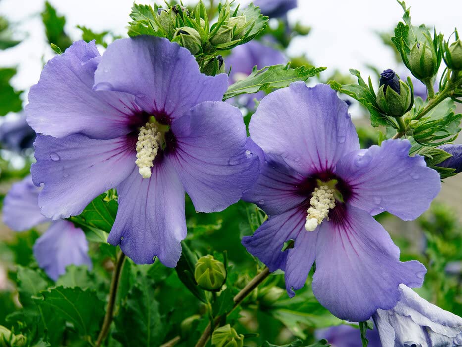 blue hibiscus flower seeds