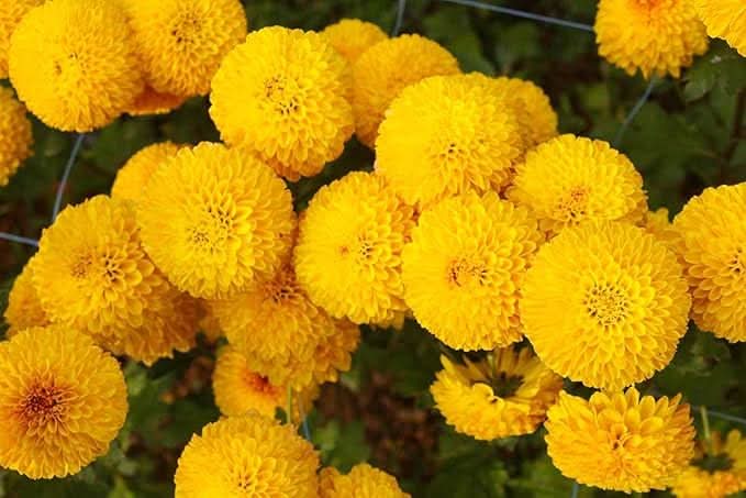 crackerjack mix flower seeds