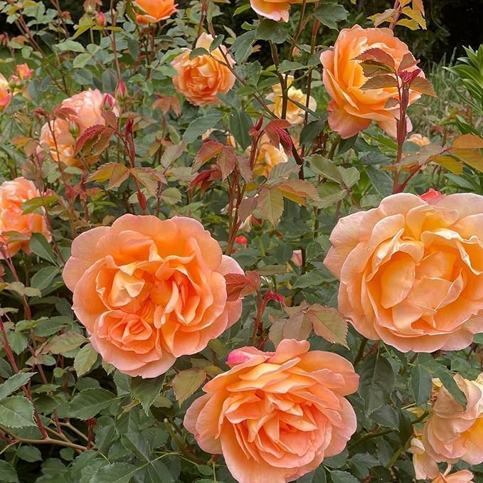 Dark Orange Climbing Rose Seeds for Planting – Heirloom, Non-GMO, High Germination Garden Flower Seeds