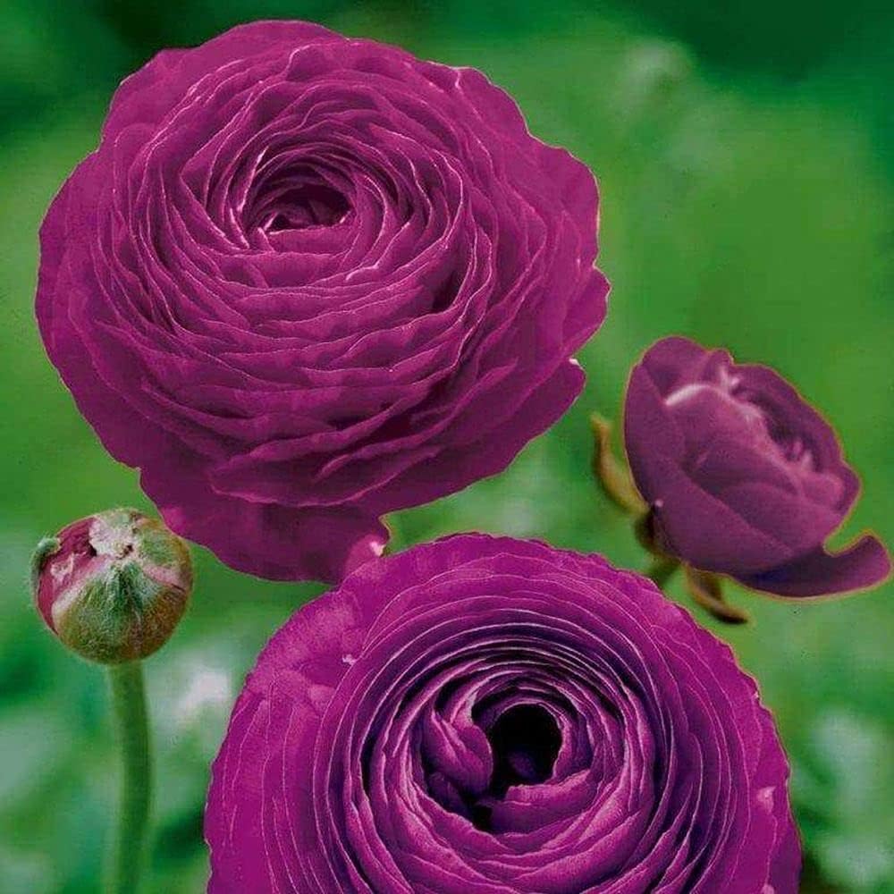 Violet Ranunculus Flower Seeds for Planting – Heirloom Non-GMO Seeds