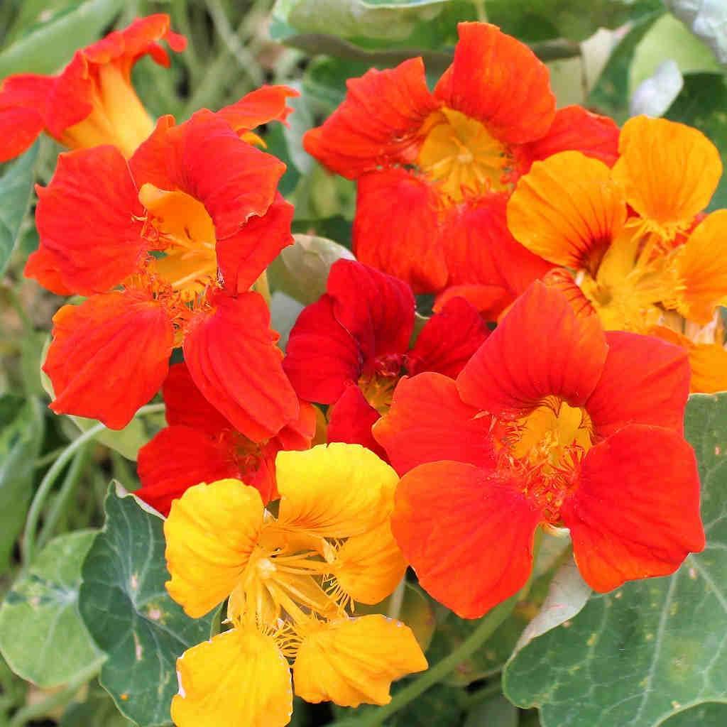 nasturtium lachs flower seeds