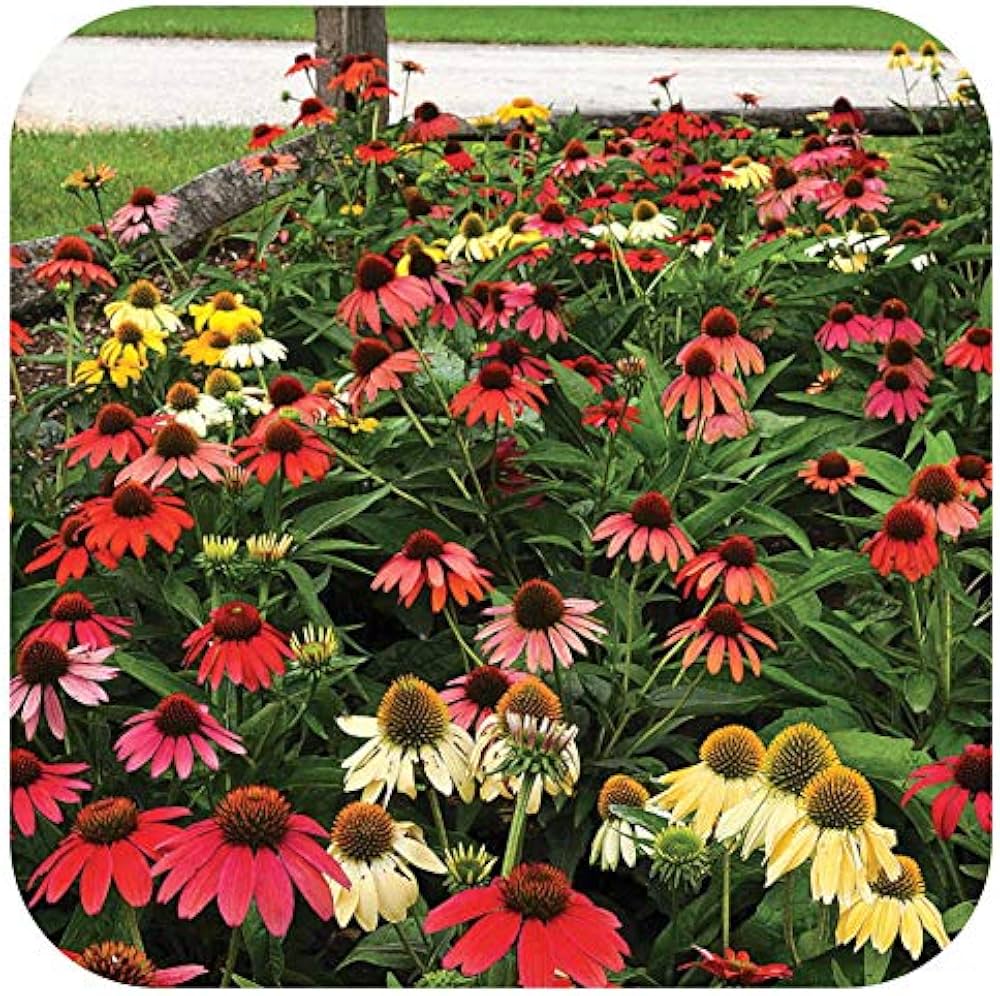 hardy perennial flower seeds