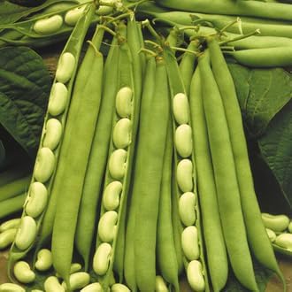 Pole Bean Vegetable Seeds for Planting