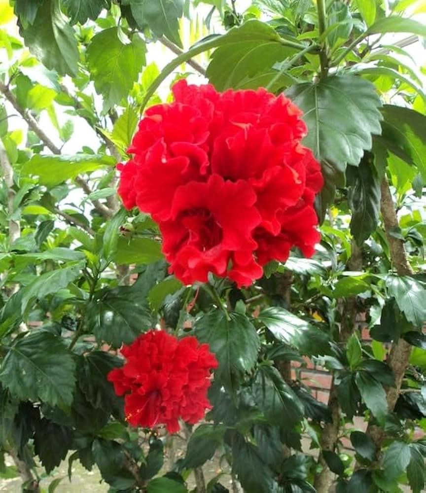 double petal flower seeds