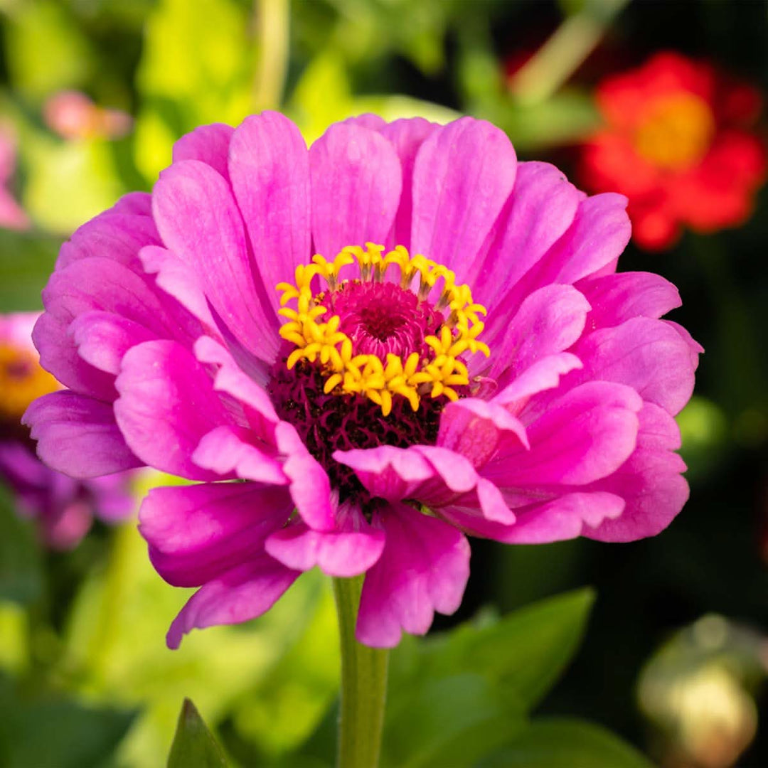 zinnia elegans flower seeds