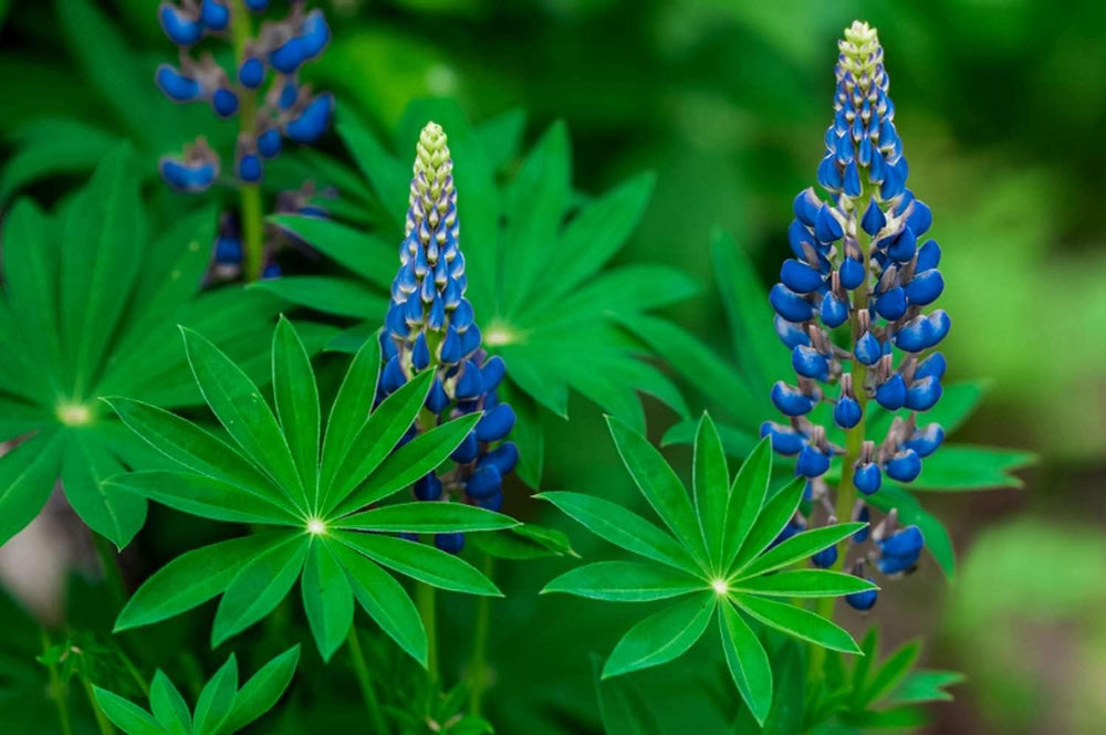 Flower Seeds, Seeds for Planting, Plant Seeds