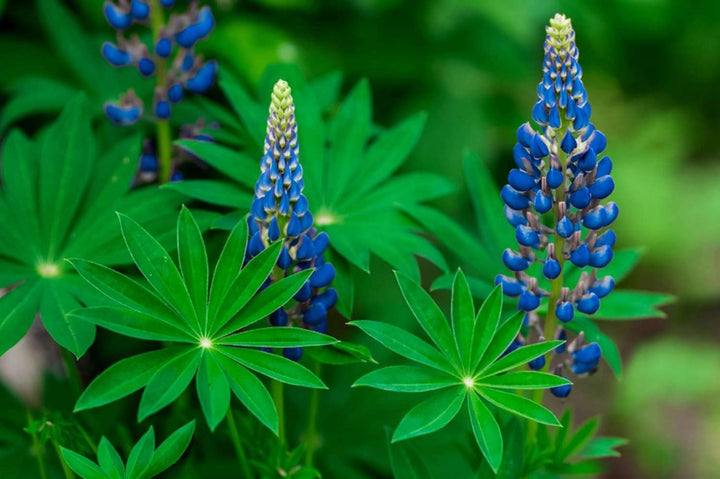 Flower Seeds, Seeds for Planting, Plant Seeds