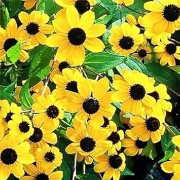 yellow rudbeckia flower seeds
