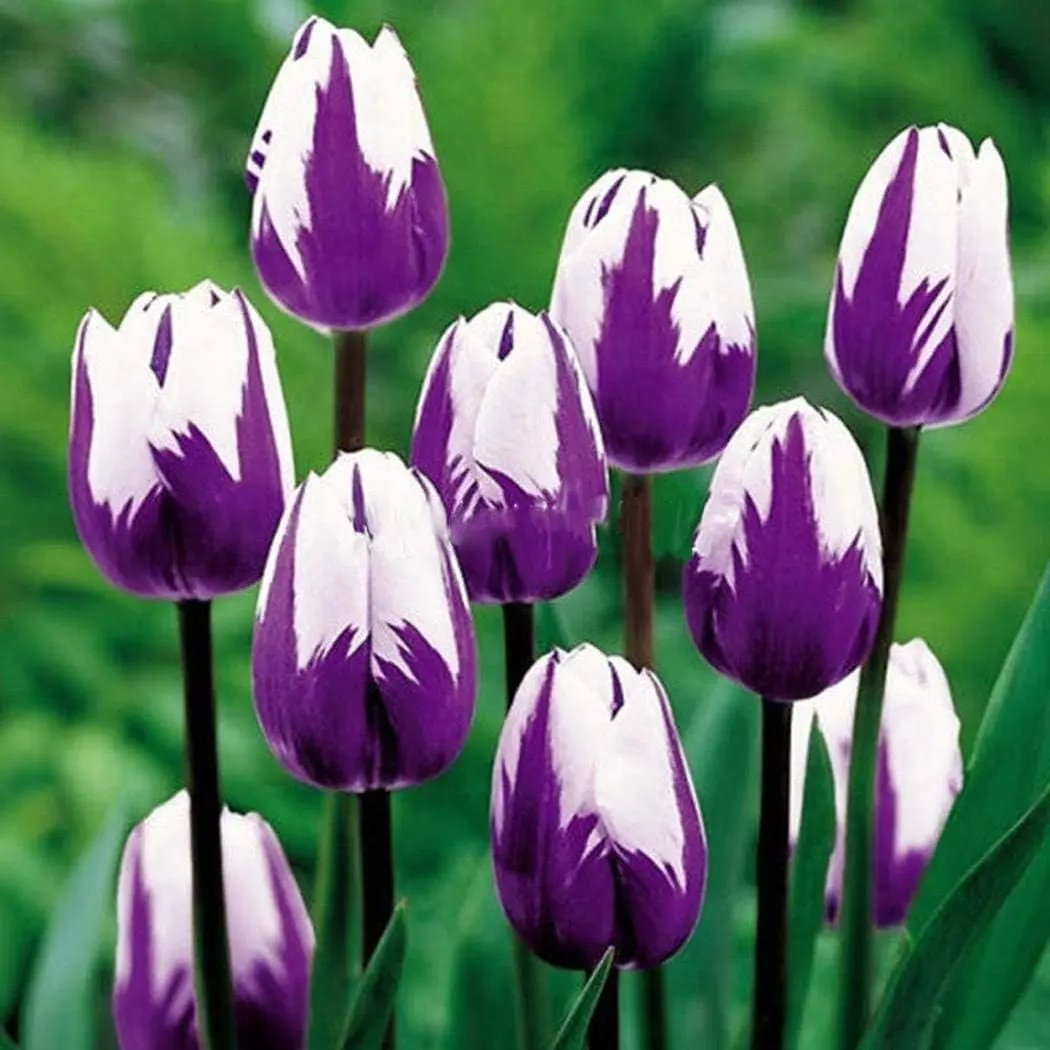 white purple flower seeds