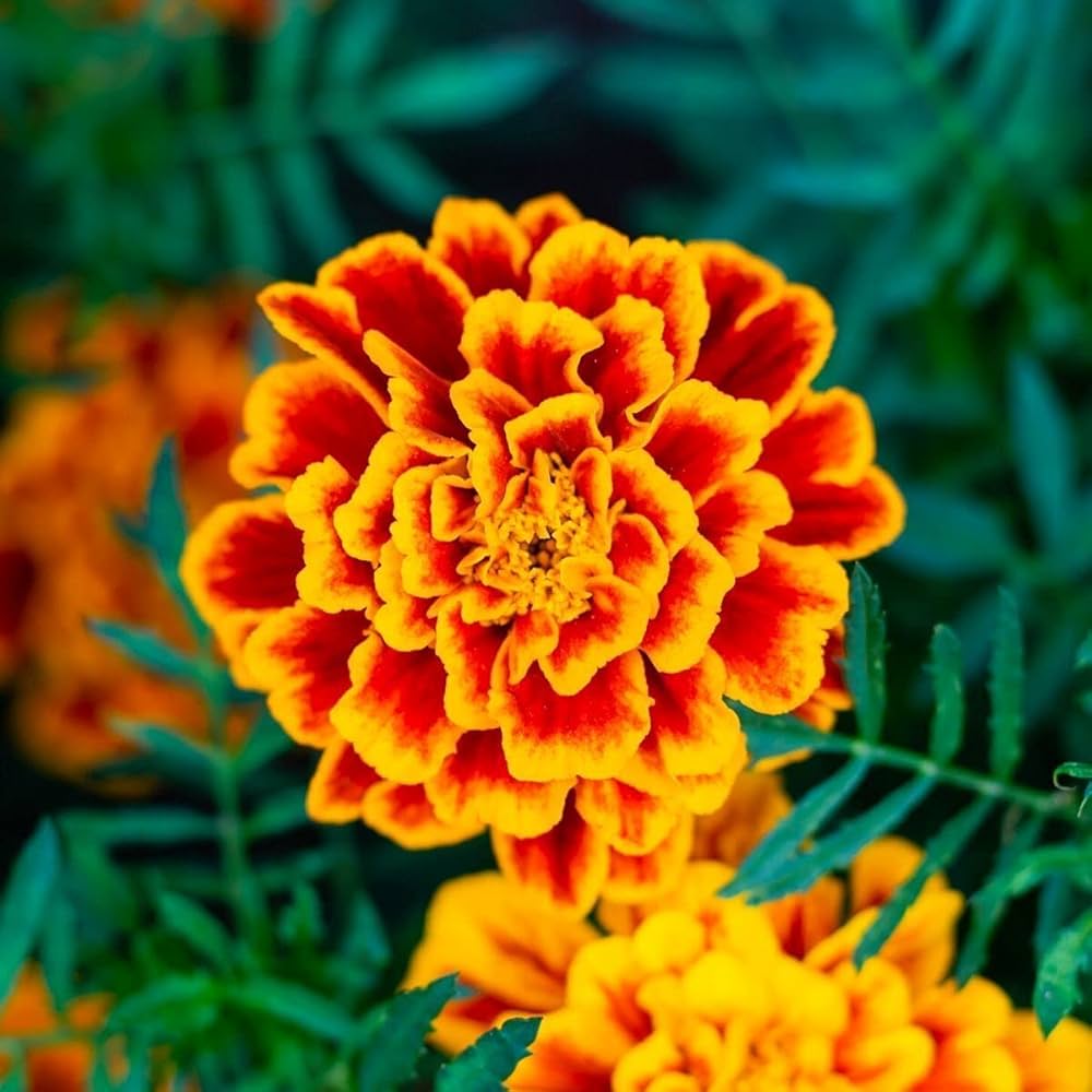 organic heirloom flower seeds