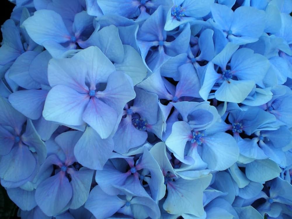 Rhododendron Sea Blue Flower Seeds for Planting 100 pcs